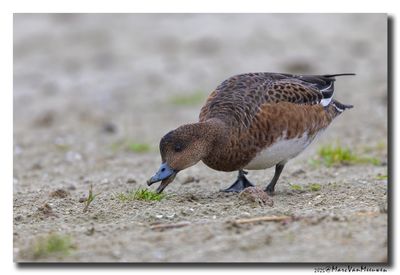 Smient - Wigeon