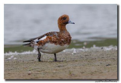 Smient - Wigeon