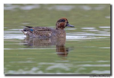 Wintertaling - Eurasian Teal