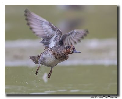 Wintertaling - Eurasian Teal