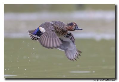 Wintertaling - Eurasian