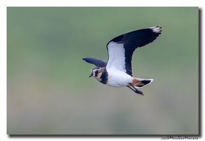 Kievit - Northern Lapwing