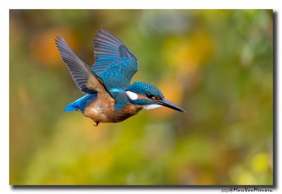Ijsvogel - Kingfisher