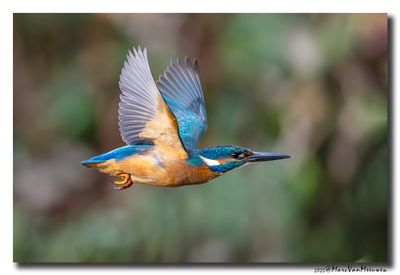 Ijsvogel - Kingfisher