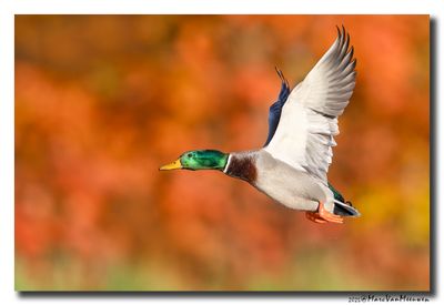Wilde Eend - Mallard