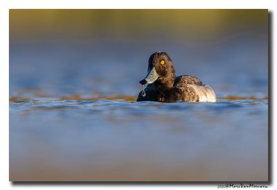 Kuifeend - Tufted Duck