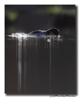 Kuifeend - Tufted Duck