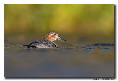Tafeleend - Pochard