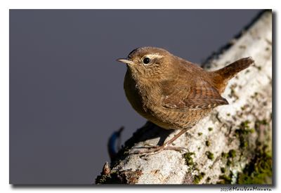 Wren, Dunnock & Dipper