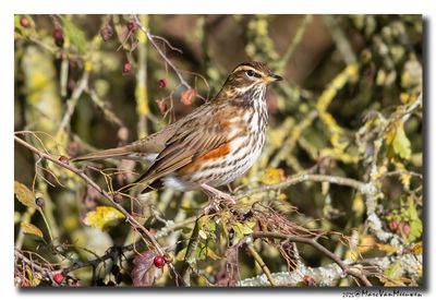 Koperwiek - Redwing