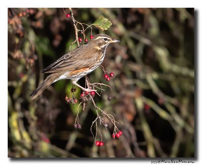 Koperwiek - Redwing