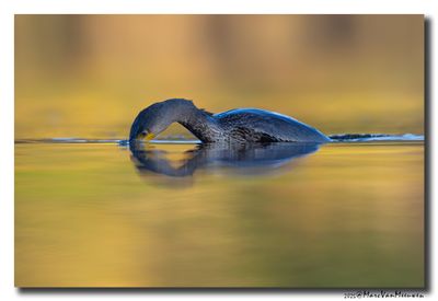 Aalscholver - Great Cormorant