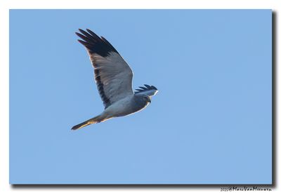 Blauwe Kiekendief - Hen Harrier