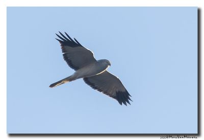 Blauwe Kiekendief - Hen Harrier