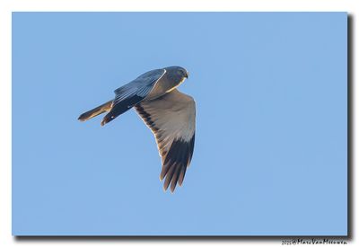 Blauwe Kiekendief - Hen Harrier