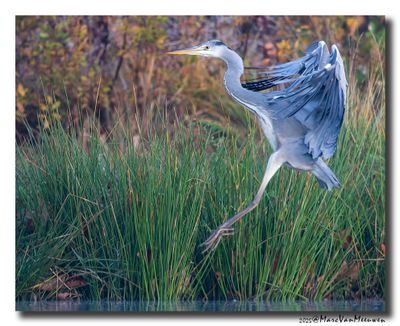 Blauwe Reiger - Grey Heron
