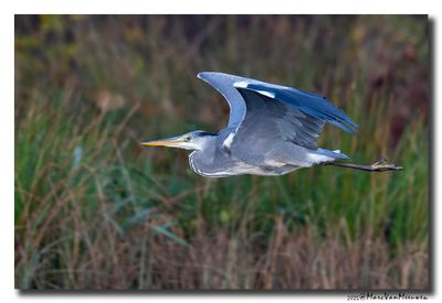 Blauwe Reiger - Grey Heron 
