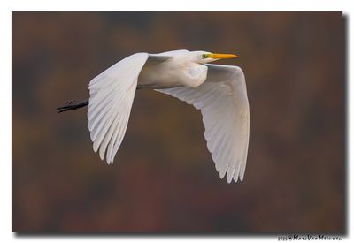 Grote Zilverreiger - Great Egret