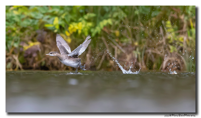 Dodaars - Little Grebe