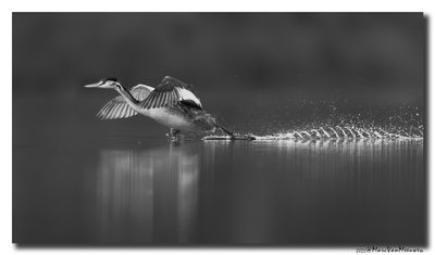 Fuut - Great Crested Grebe