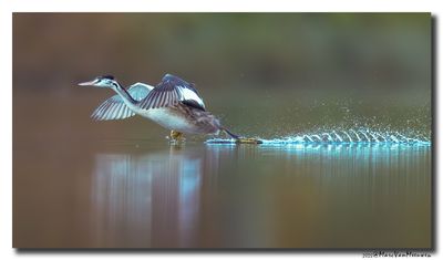 Fuut - Great Crested Grebe