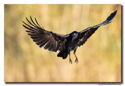 Zwarte Kraai - Carrion Crow