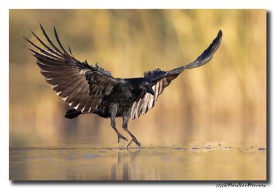 Zwarte Kraai - Carrion Crow