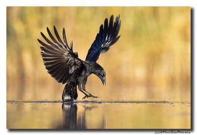 Zwarte Kraai - Carrion Crow 