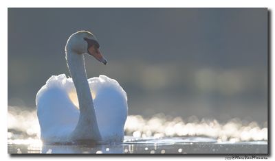 Knobbelzwaan - Mute Swan
