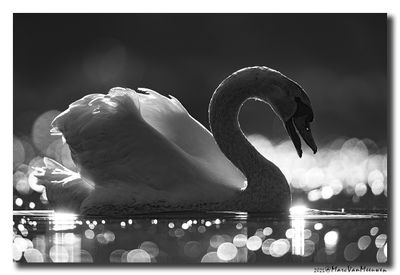 Knobbelzwaan - Mute Swan