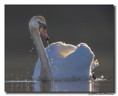 Knobbelzwaan - Mute Swan