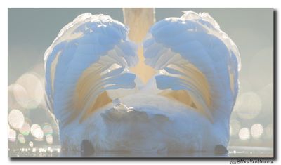 Knobbelzwaan - Mute Swan