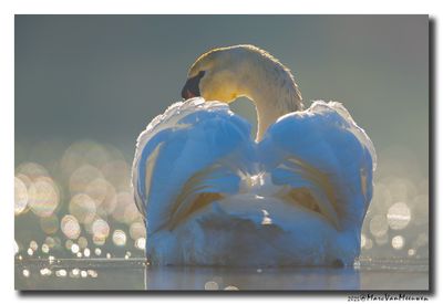 Knobbelzwaan - Mute Swan