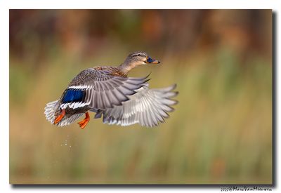 Wilde Eend - Mallard