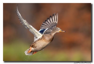 Wilde Eend - Mallard