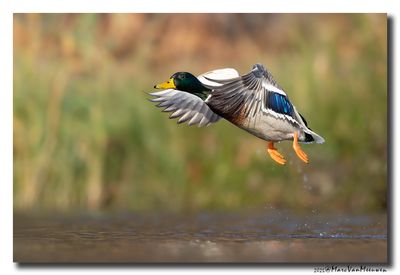 Wilde Eend - Mallard