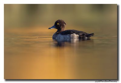 Kuifeend - Tufted Duck