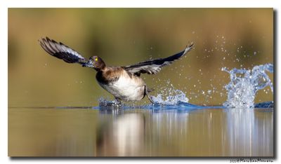 Kuifeend - Tufted Duck