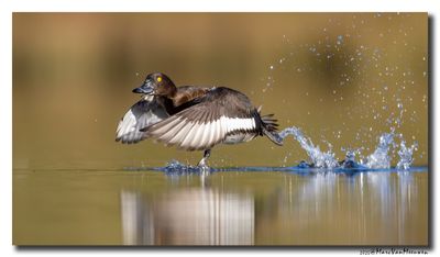 Kuifeend - Tufted Duck