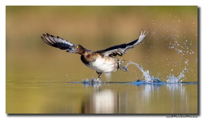Kuifeend - Tufted Duck
