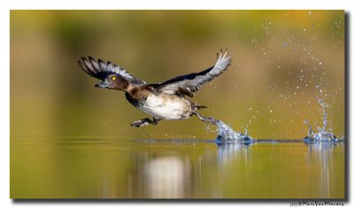Kuifeend - Tufted Duck