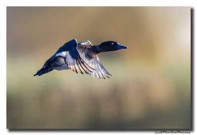 Kuifeend - Tufted Duck