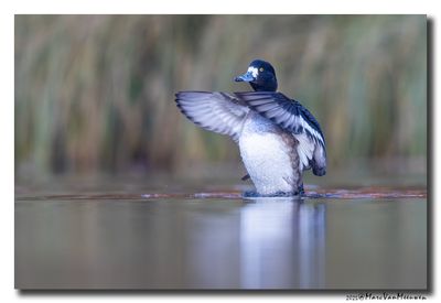 Kuifeend - Tufted Duck