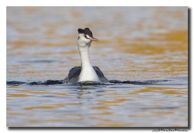 Fuut - Great Crested Grebe