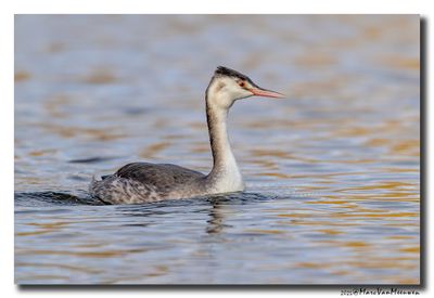 Fuut - Great Crested Grebe