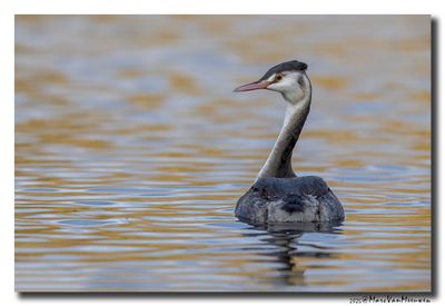Fuut - Great Crested Grebe 