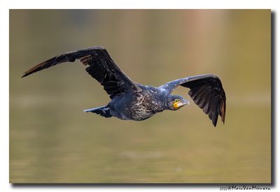 Aalscholver - Great Cormorant 