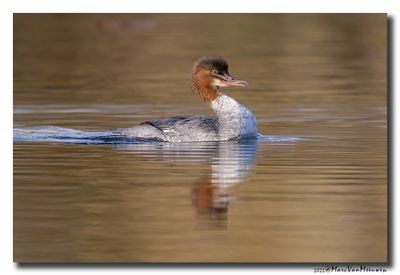 Grote Zaagbek - Goosander