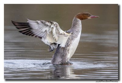 Grote Zaagbek - Goosander
