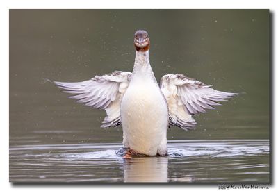 Grote Zaagbek - Goosander